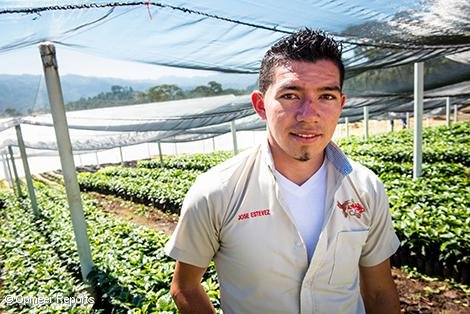 Cooperativa CAPUCAS. Viver de plantes de cafè.